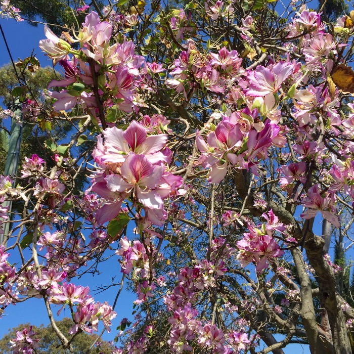 Asian Magnolia Tree