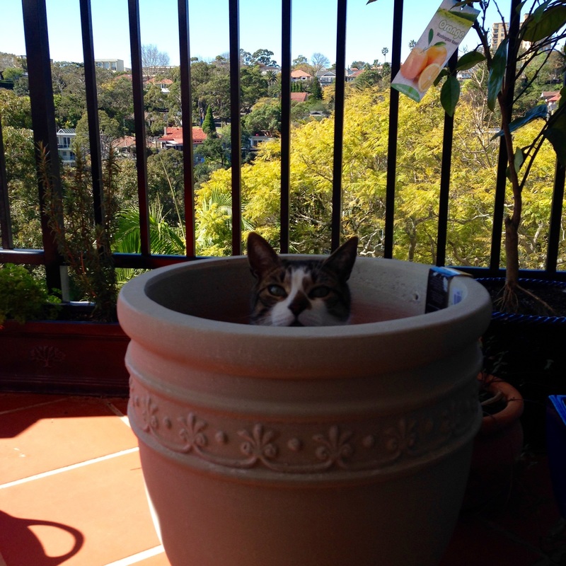 Cat in plantpot