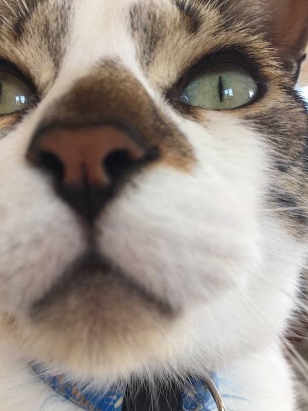 Cat close up