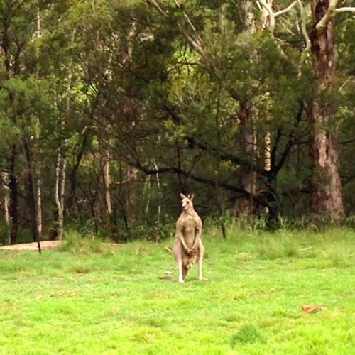 Male Kangaroo