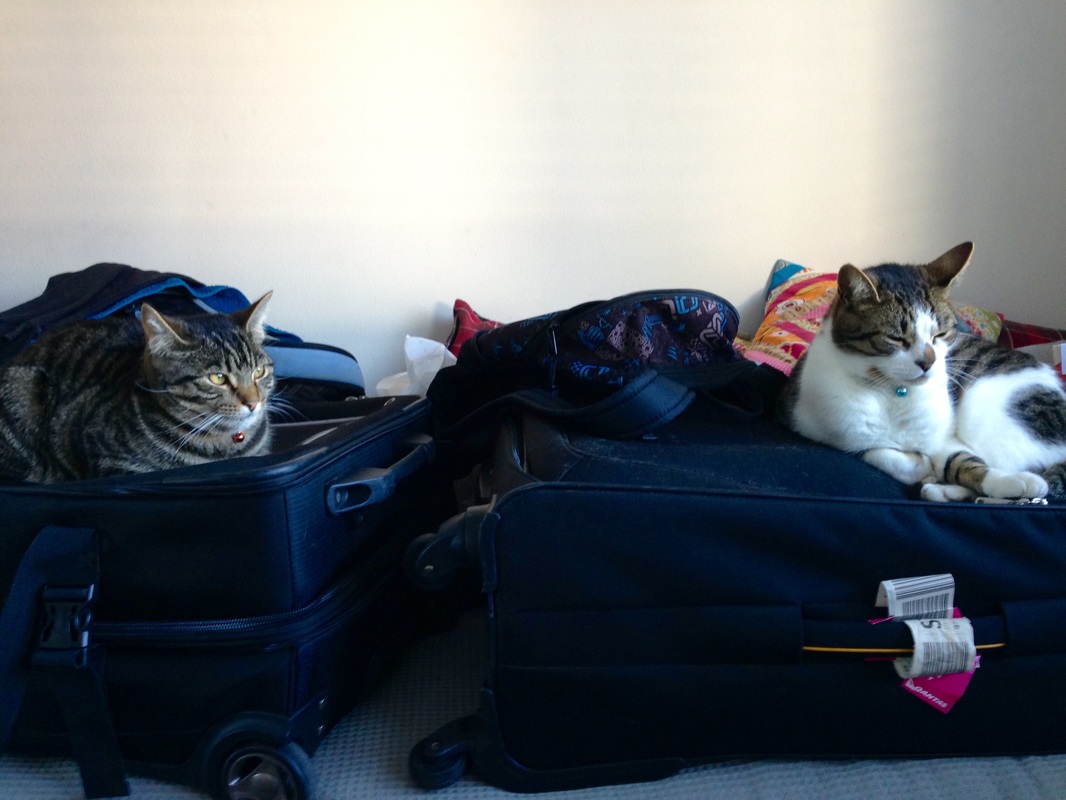 Cat bags