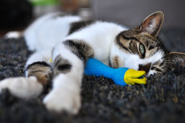Cure cat with toy