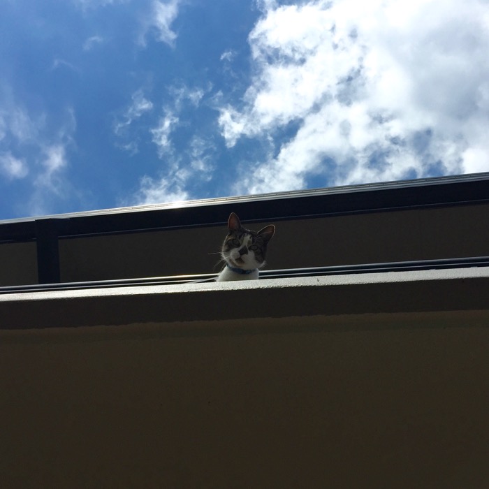 Cat balcony
