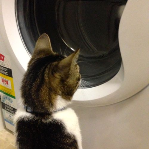 cat watching washing machine