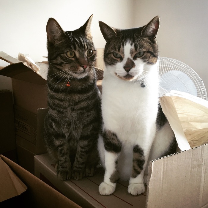 Cute cats and boxes
