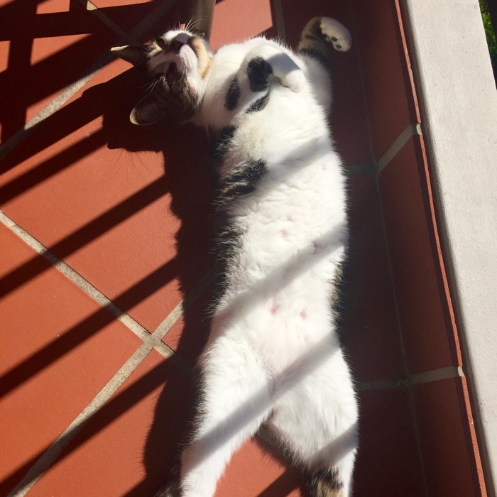 Sunbathing cat